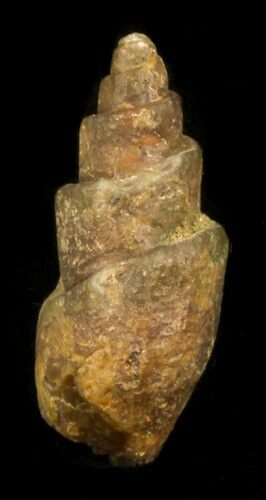 Agatized Fossil Gastropod From Morocco - #30291